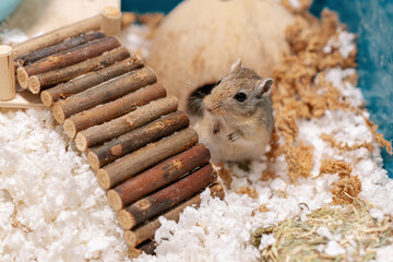 Gerbil standing on hind legs near wooden bridge in rodent cage