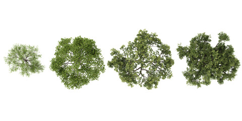Obraz premium Set of Quercus trees on transparent background from top view