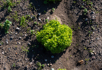 Top view photo of a green salad plant on a field. Agriculture concept.