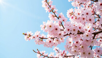Cherry blossoms in full bloom against a clear blue sky
