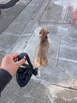 UGC POV walking dog leash