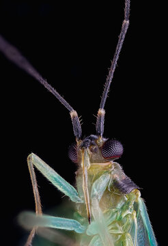 portrait of green insect bug micrograph