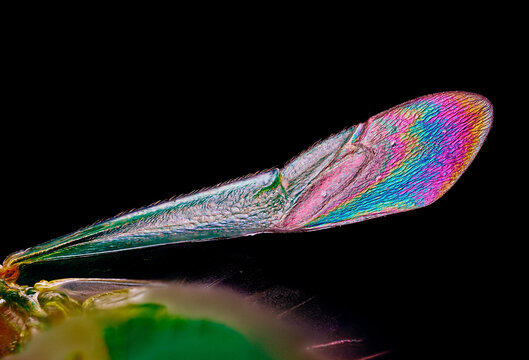 green insect bug wing micrograph