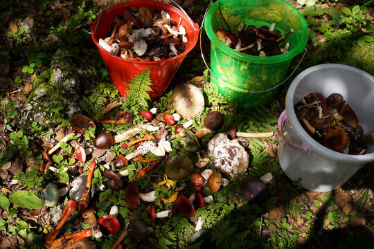 Closeup of freshly picked wild mushrooms in the primeval forest