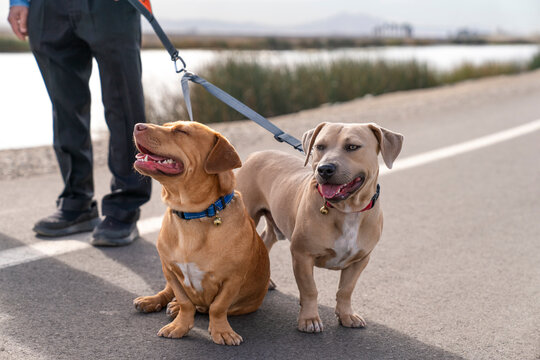 Walking dogs on pavement