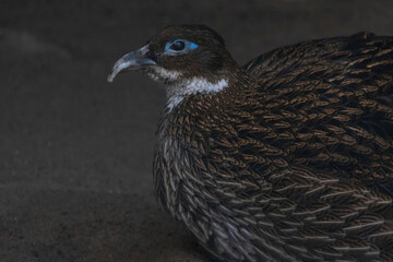 Female Himalayan monal (Lophophorus impejanus
