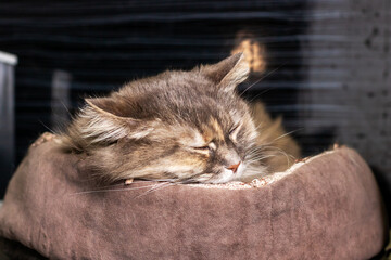 A cat is comfortably laying in a soft cat bed positioned on a couch