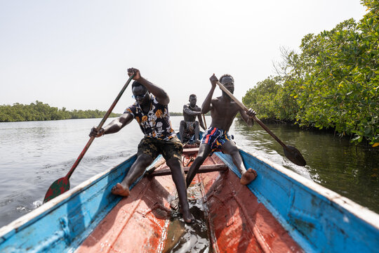 Fishermen rowing pirogue in delta saloum, senegal, africa