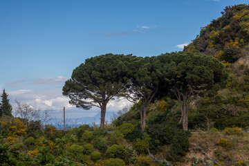 Green nature on a hill, Messina, Sicily, Italy
