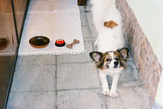 Well-fed dog is stretching after eating at home.