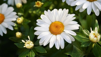 Fototapeta premium vibrant white daisies with bright yellow centers surrounded by lush green leaves in blooming garden