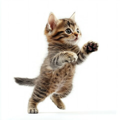 Obraz premium Kitten Playing Isolated