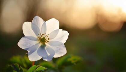 Fototapeta premium delicate white flower in soft focus against a blurred background