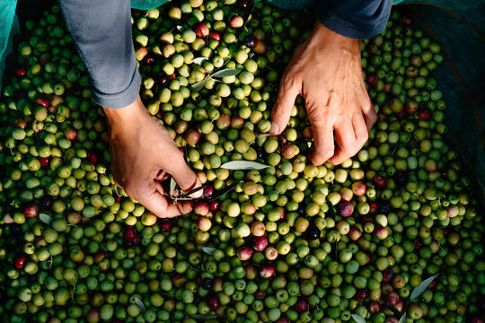 a man removing leaves from a pile of olives