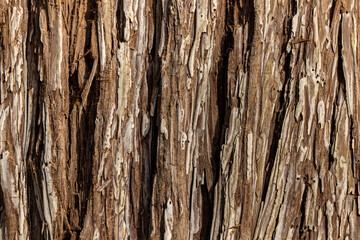 Fototapeta premium Gros plan sur écorce d'arbre.