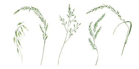 Field green herbs, wildflowers watercolor illustration set. Hand drawn summer meadow oats, corn and grass with spikelets. Floral elements for invitation design, card template.