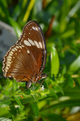 Schmetterling