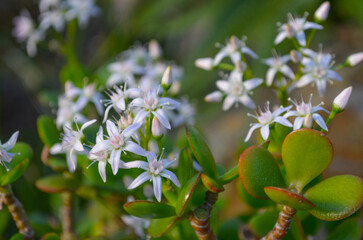 weiße Blüte