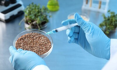 GMO concept. Scientist injecting liquid into buckwheat grains at table in laboratory, closeup