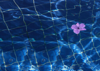 A delicate purple flower floats calmly in the clear blue water