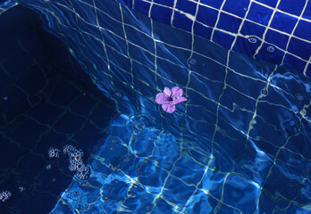 A delicate purple flower floats calmly in the clear blue water