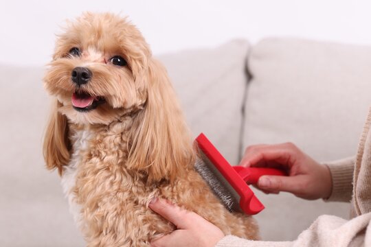 Woman brushing cute Maltipoo dog on sofa at home, closeup