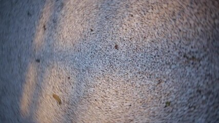 Sunlight casting shadows on spinning white gravel surface, branch silhouettes moving overhead