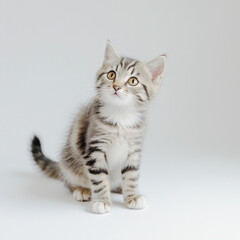 Obraz premium Cute black tabby with white stray cat kitten, sitting up facing front. Looking straight to camera, Isolated cutout on transparent background.