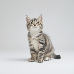 Cute black tabby with white stray cat kitten, sitting up facing front. 
 Looking straight to camera, Isolated cutout on transparent background.

