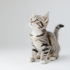 Obraz premium Cute black tabby with white stray cat kitten, sitting up facing front. Looking straight to camera, Isolated cutout on transparent background.