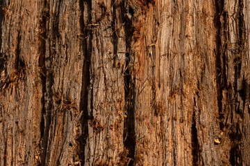 Obraz premium Gros plan sur écorce d'arbre.