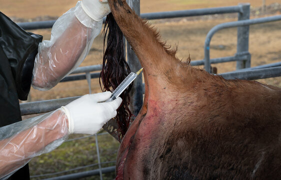 Intravenous injection