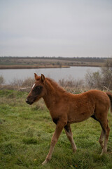 Fototapeta premium A horse standing on top of a grass covered field