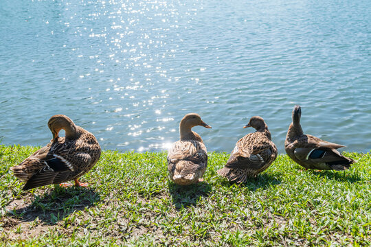 Ducks Relaxing by a Sparkling Lake in Bright Sunlight