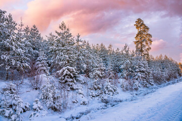 sunset in the forest with snow