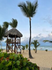 beach with palm trees