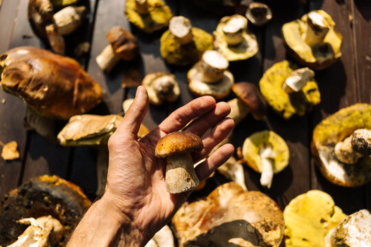 Penny bun mushroom in hand, POV