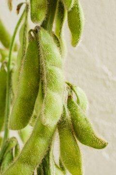 Soybean pods