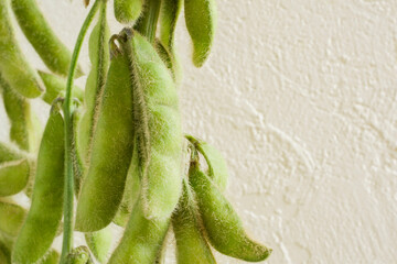Soybean pods close up