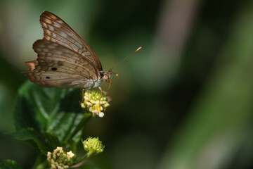 Native pollinators, white peacock butterfly, Anartia jatrophae
