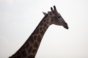 Giraffe isolated on white, Long neck safari animal at national park in Africa
