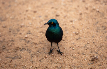 Cape glossy starling standing on ground in african savanna