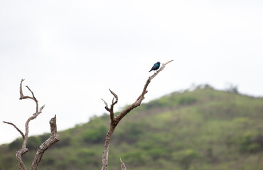 Cape glossy Starling perched on a bare tree branch against a soft, overcast sky