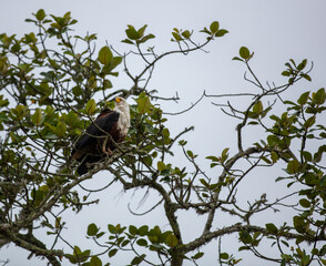 African fish eagle perched on a tree branch, white head and chest wild bird, dark brown and black body feathers