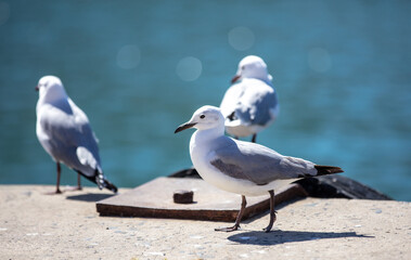 Seagulls, Hartlaub Gulls standing on a concrete dock at harbor, blur Atlantic ocean water