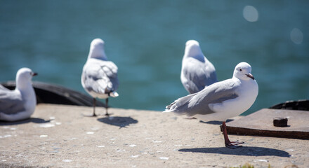 Seagulls, Hartlaub Gulls standing on a concrete dock at harbor, blur Atlantic ocean water