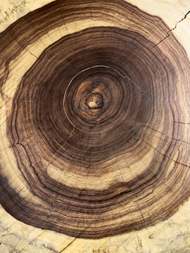 Tree rings on hard wood 
