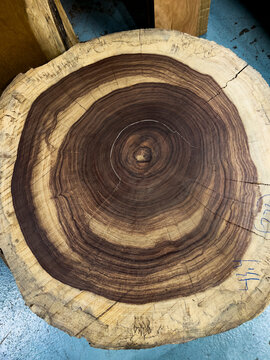 Tree rings on hard wood stump