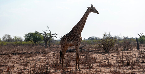 Giraffe, long neck safari animal at Chobe national park in Africa