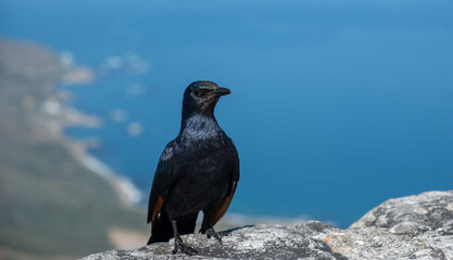 Fototapeta premium Red-winged Starling perched on a stone wall, blur ocean and coastline view from above, South Africa